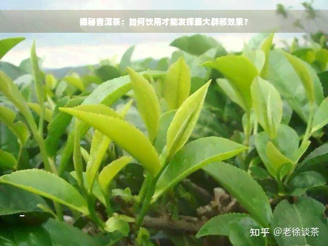 揭秘普洱茶：如何饮用才能发挥更大辟邪效果？