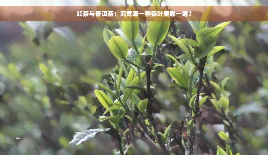 红茶与普洱茶：究竟哪一种茶叶更胜一筹？