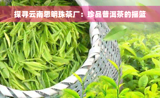 探寻云南思明珠茶厂：珍品普洱茶的摇篮