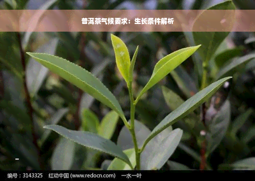 普洱茶气候要求：生长条件解析