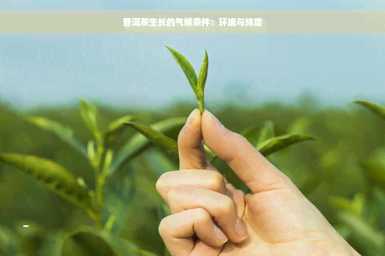 普洱茶生长的气候条件：环境与纬度