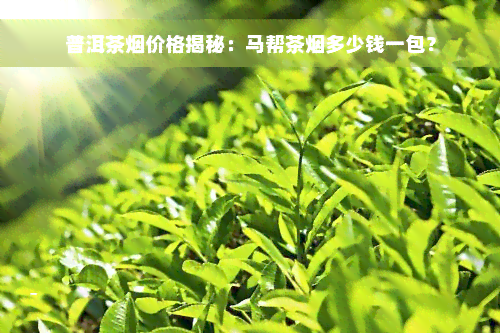 普洱茶烟价格揭秘：马帮茶烟多少钱一包？