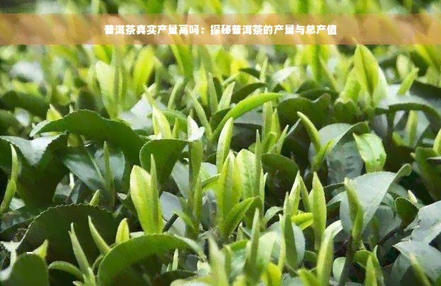 普洱茶真实产量高吗：探秘普洱茶的产量与总产值