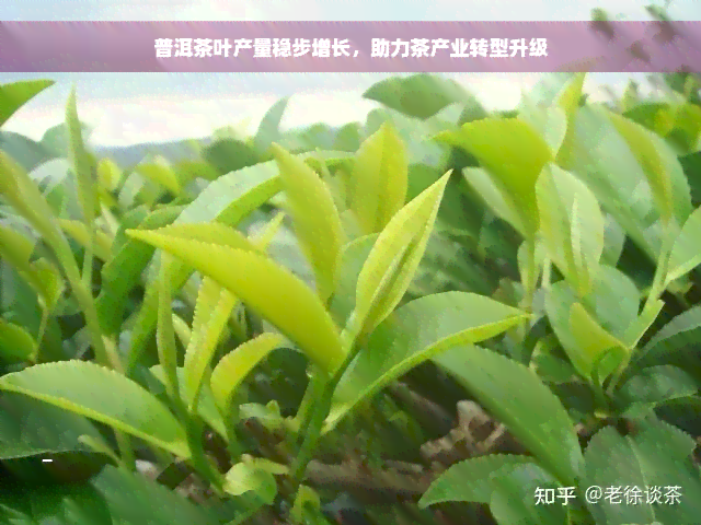 普洱茶叶产量稳步增长，助力茶产业转型升级