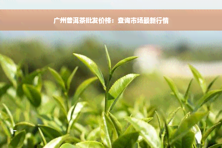 广州普洱茶批发价格：查询市场最新行情