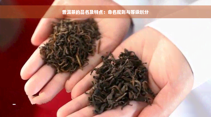 普洱茶的品名及特点：命名规则与等级划分