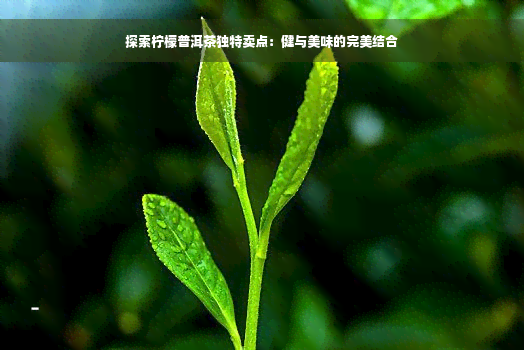 探索柠檬普洱茶独特卖点：健与美味的完美结合