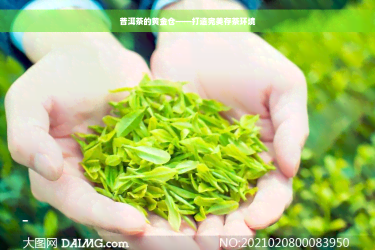 普洱茶的黄金仓——打造完美存茶环境