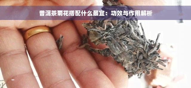 普洱茶菊花搭配什么最宜：功效与作用解析