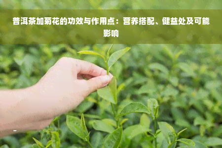 普洱茶加菊花的功效与作用点：营养搭配、健益处及可能影响