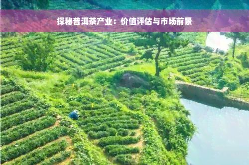 探秘普洱茶产业：价值评估与市场前景