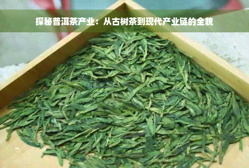 探秘普洱茶产业：从古树茶到现代产业链的全貌