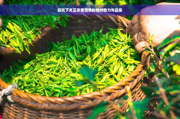 探究下关正宗普洱茶的独特魅力与品质