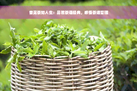 普洱茶如人生：品茗茶语经典，感悟茶道哲理