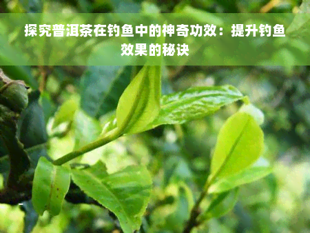 探究普洱茶在钓鱼中的神奇功效：提升钓鱼效果的秘诀