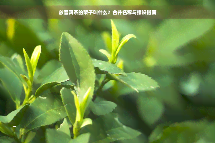 放普洱茶的架子叫什么？合并名称与摆设指南