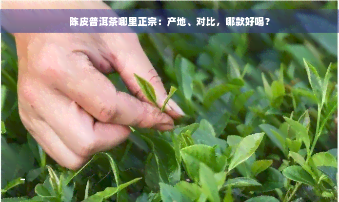 陈皮普洱茶哪里正宗：产地、对比，哪款好喝？