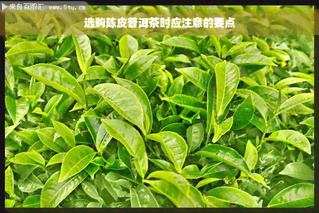 选购陈皮普洱茶时应注意的要点