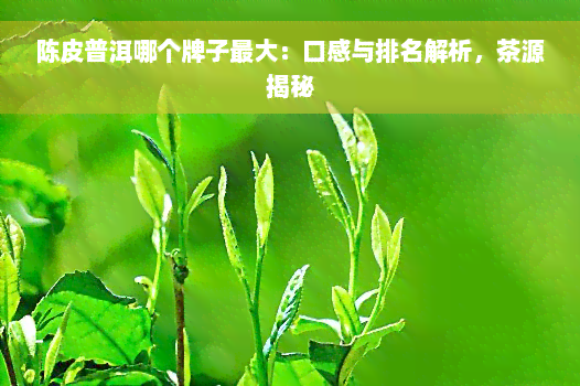 陈皮普洱哪个牌子更大：口感与排名解析，茶源揭秘