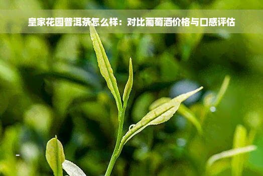 皇家花园普洱茶怎么样：对比葡萄酒价格与口感评估