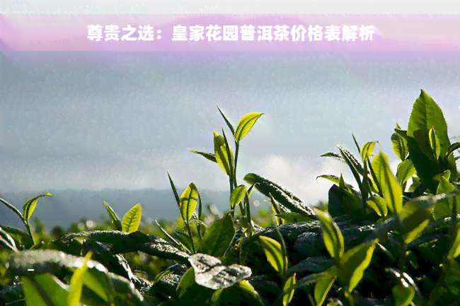 尊贵之选：皇家花园普洱茶价格表解析