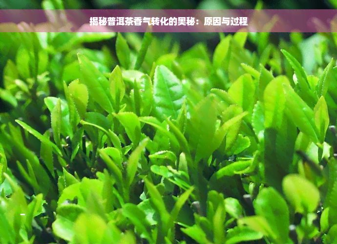 揭秘普洱茶香气转化的奥秘：原因与过程