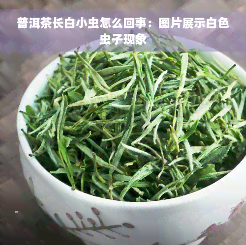 普洱茶长白小虫怎么回事：图片展示白色虫子现象