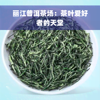 丽江普洱茶场：茶叶爱好者的天堂