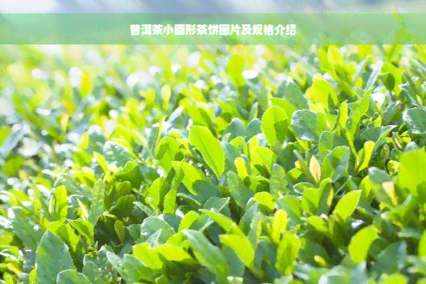 普洱茶小圆形茶饼图片及规格介绍