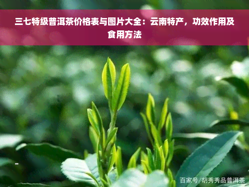 三七特级普洱茶价格表与图片大全：云南特产，功效作用及食用方法