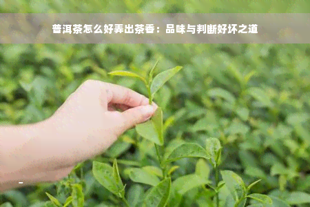 普洱茶怎么好弄出茶香：品味与判断好坏之道