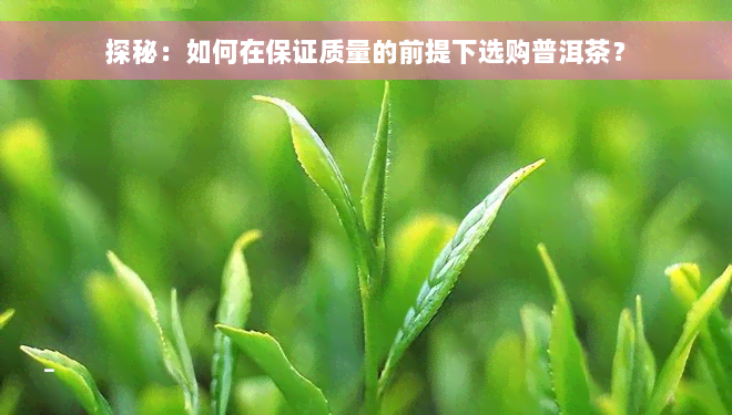 探秘：如何在保证质量的前提下选购普洱茶？