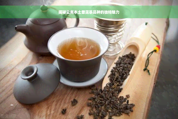 揭秘云南本土普洱茶品种的独特魅力