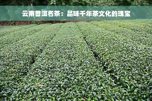 云南普洱名茶：品味千年茶文化的瑰宝