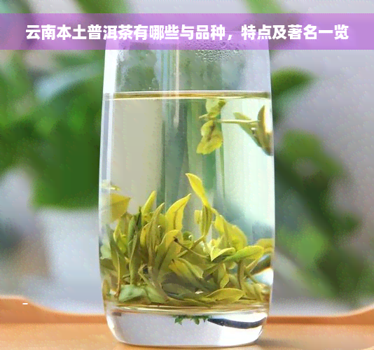 云南本土普洱茶有哪些与品种，特点及著名一览