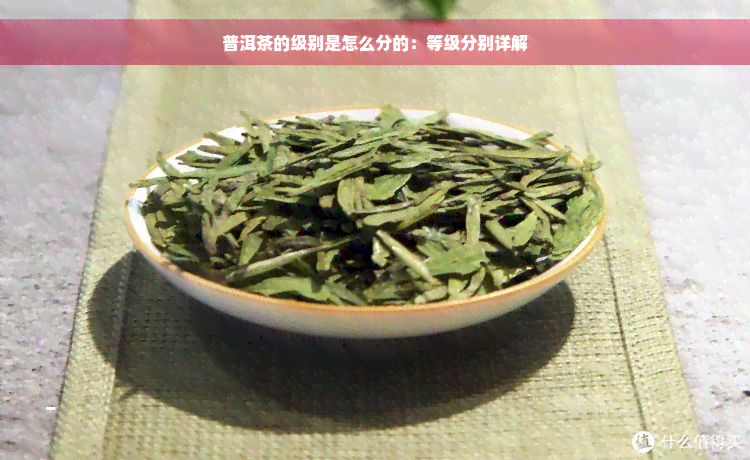 普洱茶的级别是怎么分的：等级分别详解