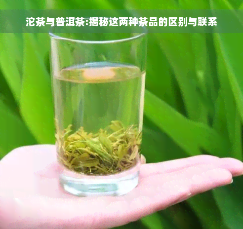 沱茶与普洱茶:揭秘这两种茶品的区别与联系