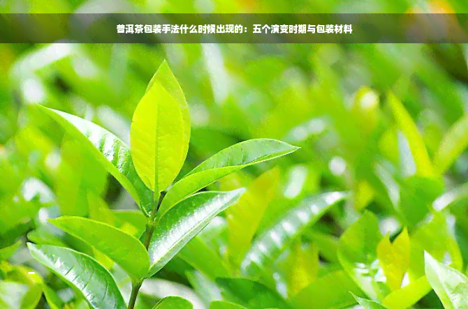 普洱茶包装手法什么时候出现的：五个演变时期与包装材料