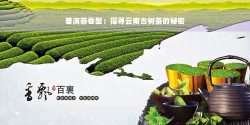 普洱茶香型：探寻云南古树茶的秘密