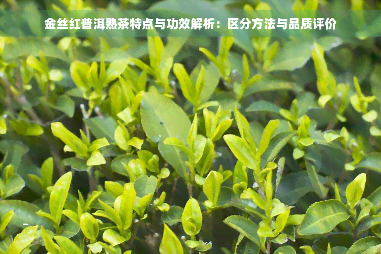 金丝红普洱熟茶特点与功效解析：区分方法与品质评价