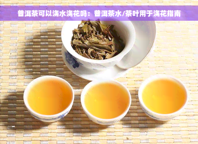 普洱茶可以浇水浇花吗：普洱茶水/茶叶用于浇花指南