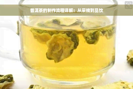 普洱茶的制作流程详解：从采摘到品饮