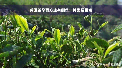 普洱茶孕育方法有哪些：种类及要点