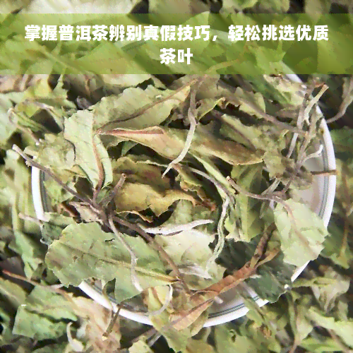 掌握普洱茶辨别真假技巧，轻松挑选优质茶叶