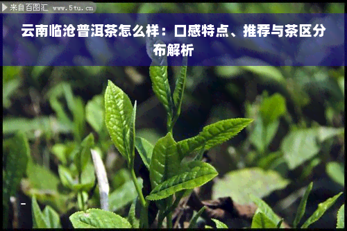 云南临沧普洱茶怎么样：口感特点、推荐与茶区分布解析