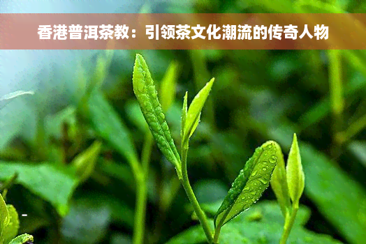 香港普洱茶教：引领茶文化潮流的传奇人物