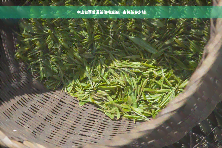 中山老寨普洱茶价格查询：古树茶多少钱