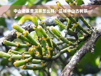 中山老寨普洱茶怎么样：品味中山古树茶