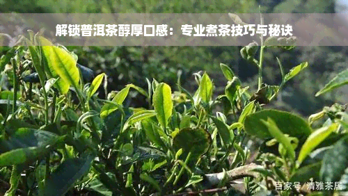 解锁普洱茶醇厚口感：专业煮茶技巧与秘诀