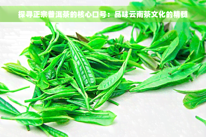 探寻正宗普洱茶的核心口号：品味云南茶文化的精髓